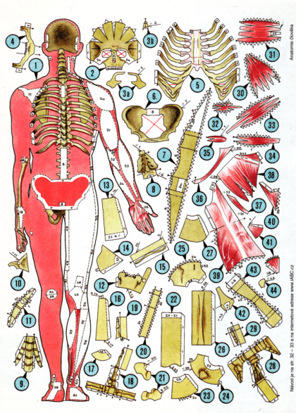 Papírový model Anatomie člověka (ABC)