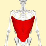 Široký sval zádový (m. latissimus dorsi)