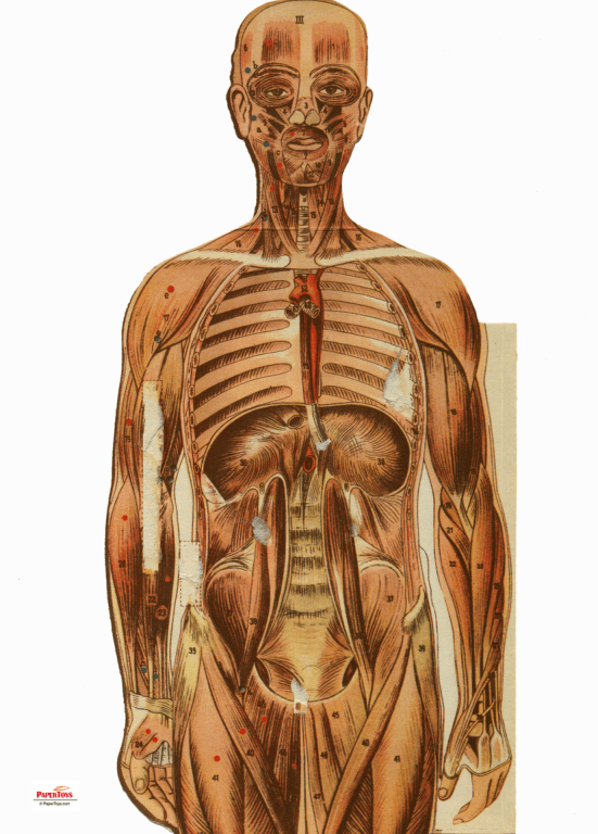 Papírový model Anatomie člověka (1940)