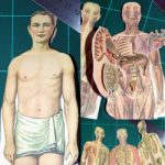 The New People’s Physician 1940 - papírový model anatomie člověka